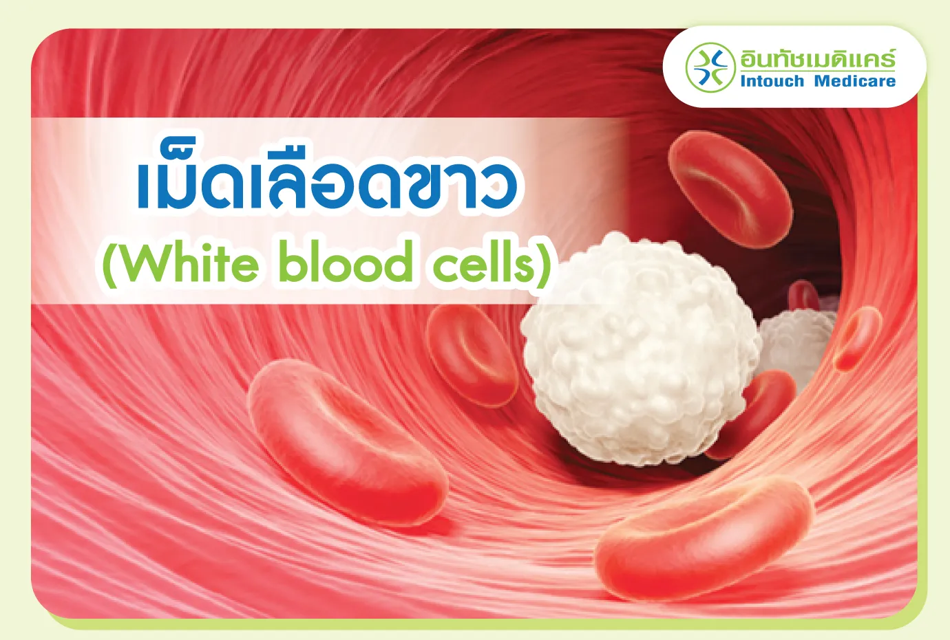 เม็ดเลือดขาว เม็ดเลือดขาว