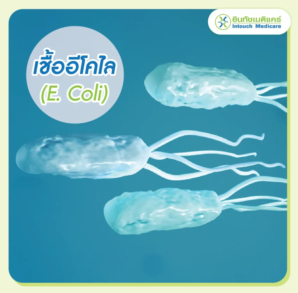 เชื้ออีโคไล
