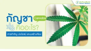 กัญชา (Cannabis) สารสำคัญ ประโยชน์ และผลข้างเคียง
